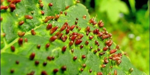 Žučna grinja kruške - sredstva i metode borbe protiv kruške